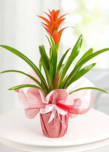 Guzmania